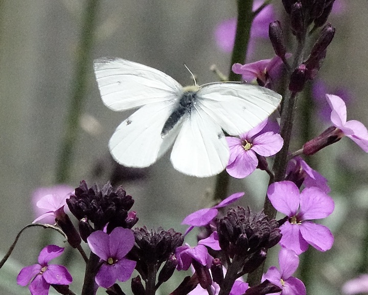 small white